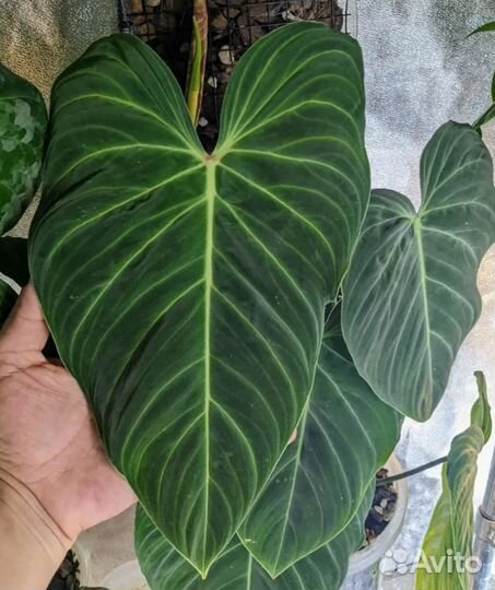 Филодендрон