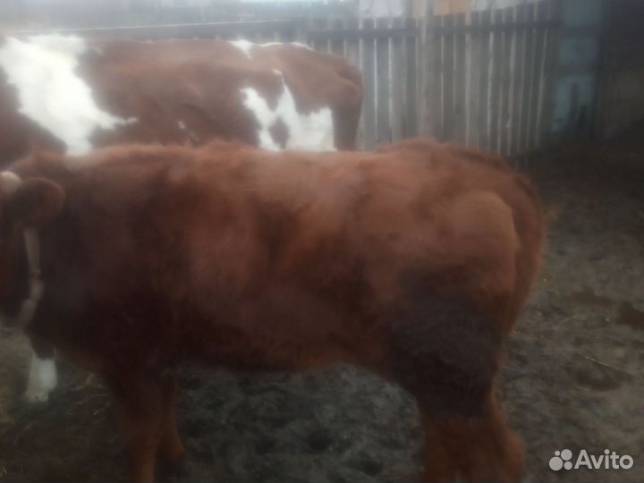 Продажа крс