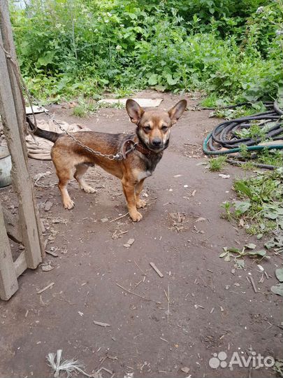 Собака в добрые руки отдам бесплатно