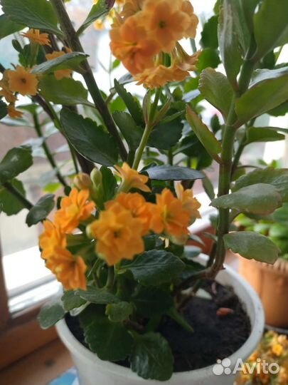 Каланхоэ цветущий