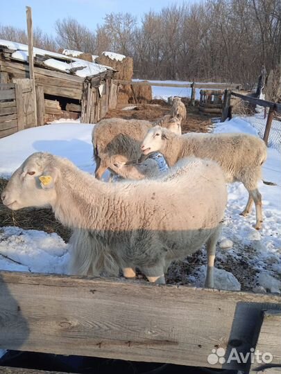 Овцы бараны катумские