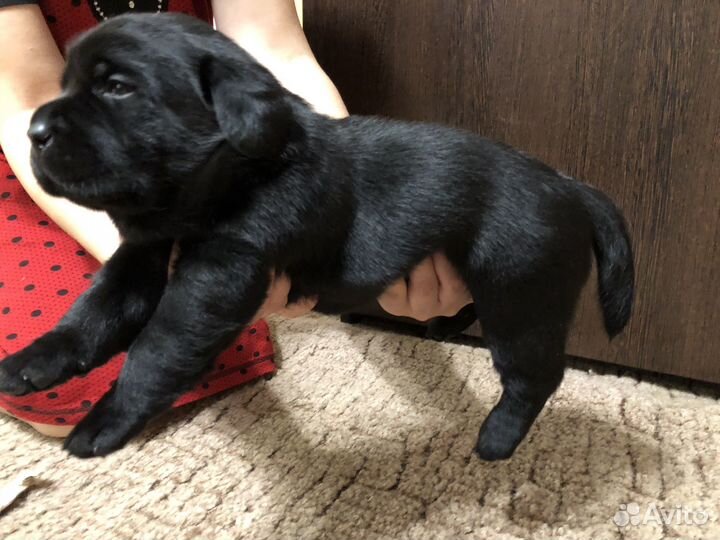 Щенок лабрадора