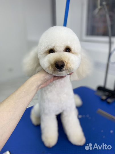 Стрижка пуделей в азиатском стиле и тедди