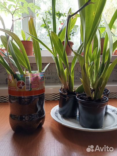 Орхидея дендробиум