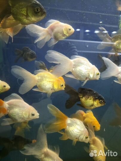 Аквариумные рыбки