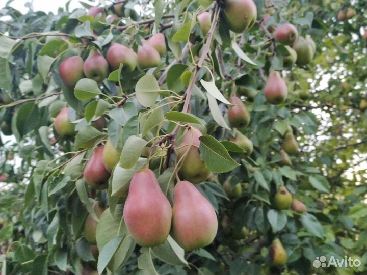 Продам груши