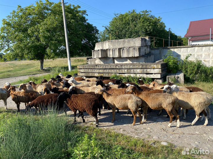 Овцы бараны
