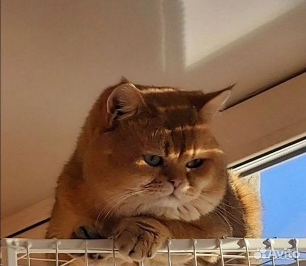 Шотландский кот вязка