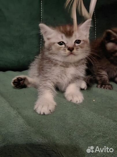 Отдам котят в добрые руки