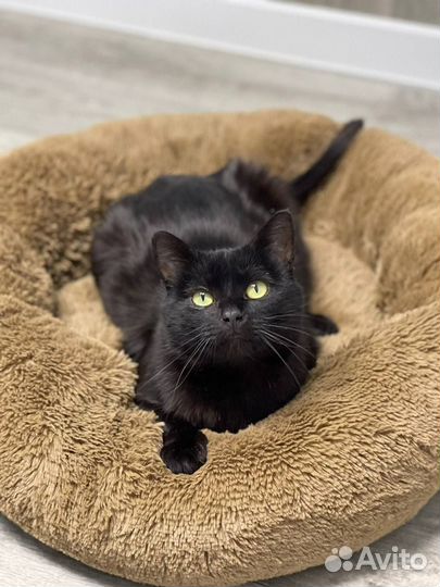 Кот в добрые руки