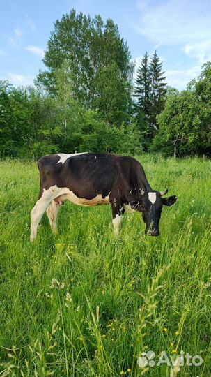 Корова дойная