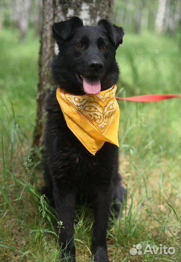 Собака ищет семью