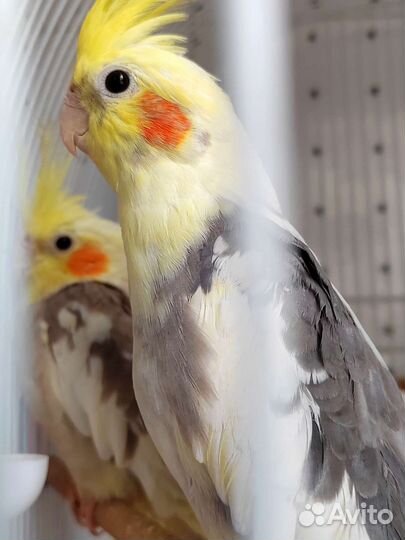 Корелла и волнистый попугай