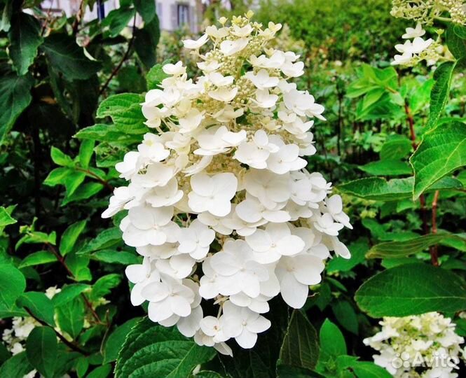 Гортензия киушу