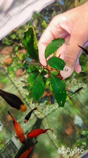 Широколистные буцефаландры,анубиас,лагенандра