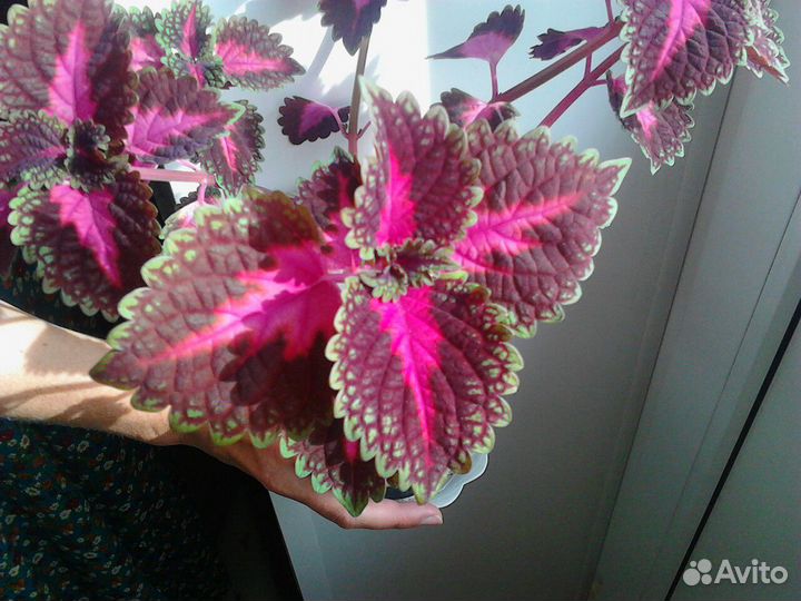 Продам комнатные цветы