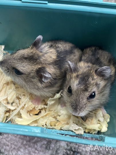 Продам хомячков,сирийких,джунгариков,крысу