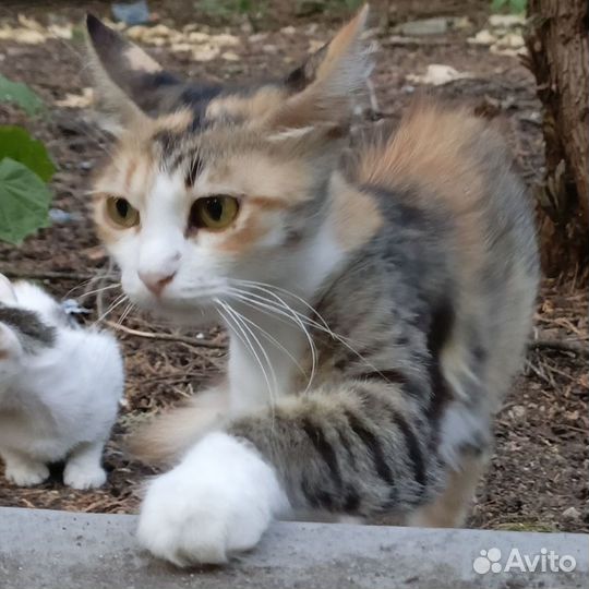 Кошечка в добрые руки