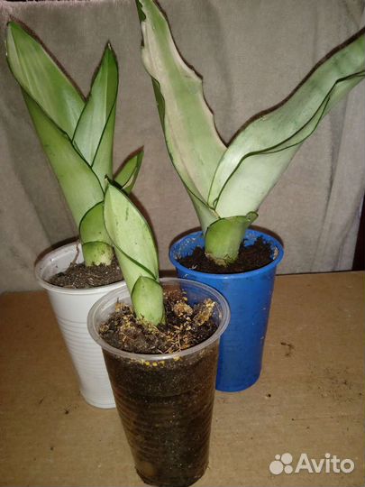 Сансевиерия Муншайн