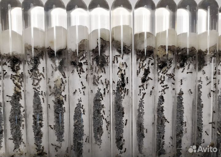 Муравьи жнецы Messor structor