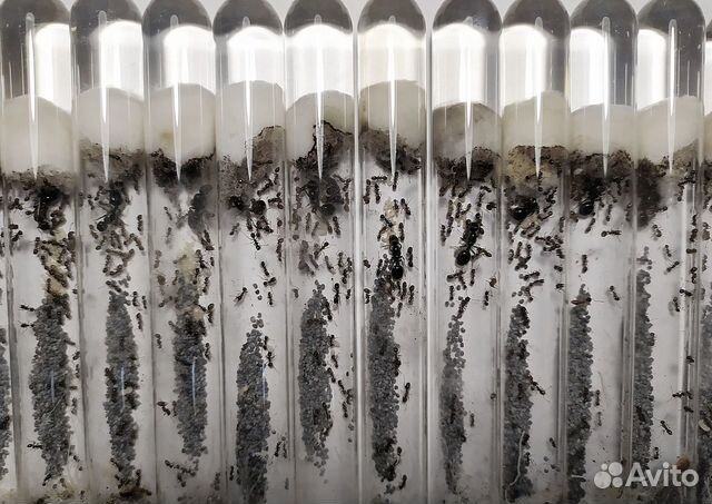 Муравьи жнецы Messor structor