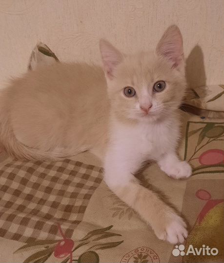 Котенок