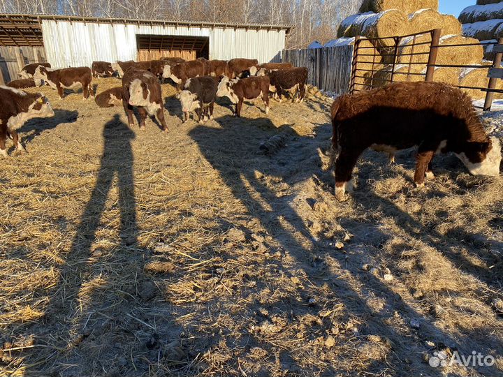 Герефорд быки бычки на племя 20 голов