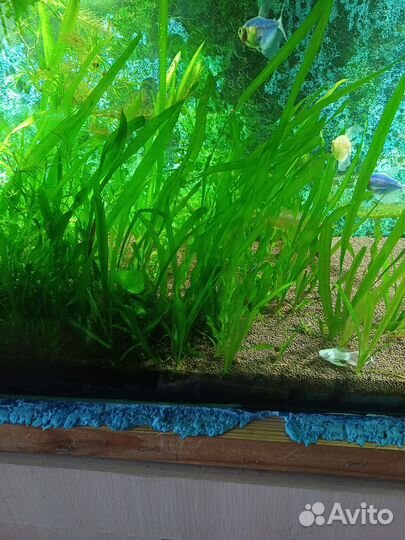 Аквариумное растение,возможен обмен на рыбок