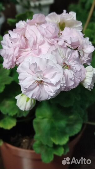 Сортовые пеларгонии. Укорененные черенки