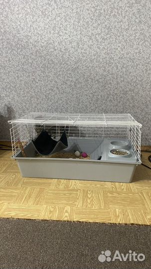 Декоративные кролики в добрые руки