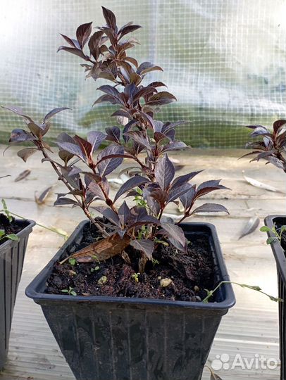 Вейгела саженцы