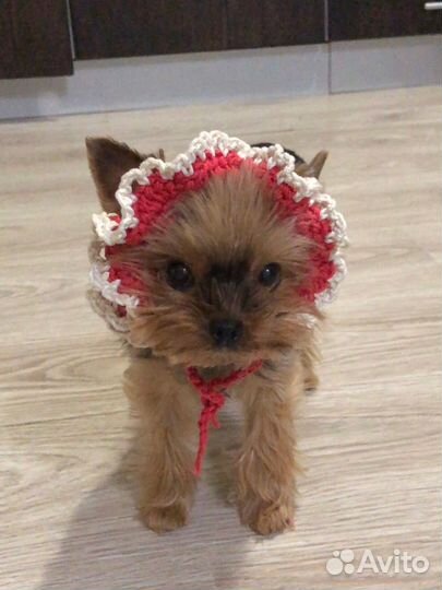 Вязаная шляпка для животных