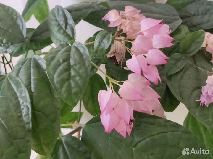 Клеродендрум томпсон