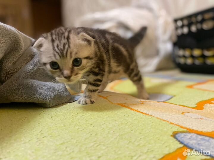 Котенок шотландец мальчик