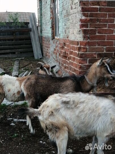 Продаю коз и козлят