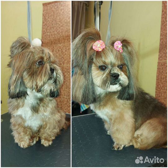 Стрижка собак и кошек, ультразвуковая чистка зубов