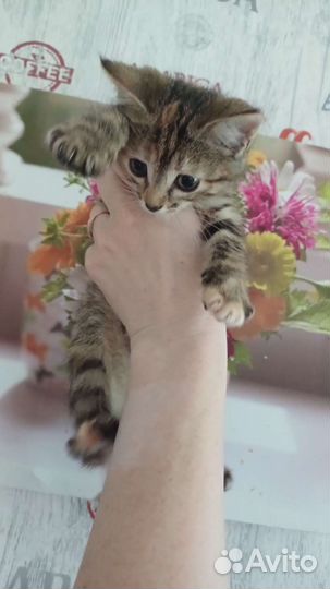 Котята в добрые руки 1 месяц