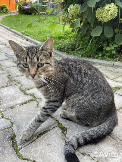 Добродушный ласковый кот