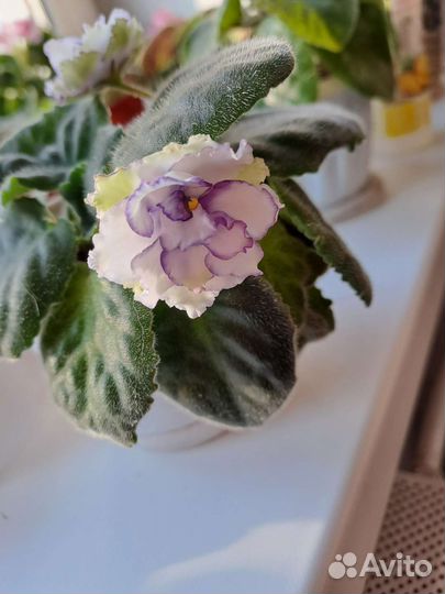 Сортовые фиалки, каланхоэ