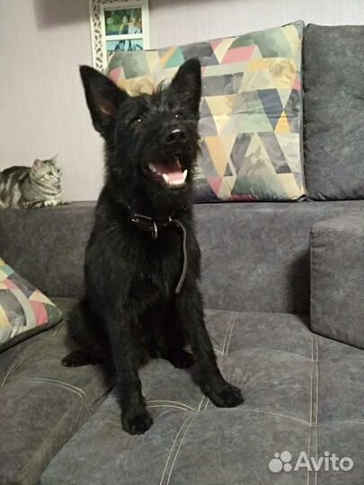 Собака Малыш