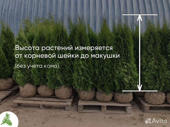 Туя Смарагд 1,3м- опт. Доставка