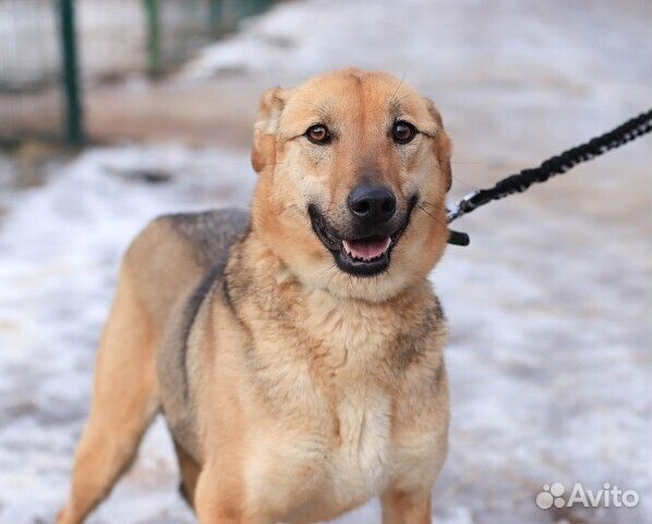 Собака Уна в добрые руки