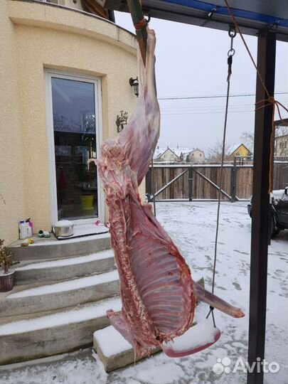 Мясо Косули