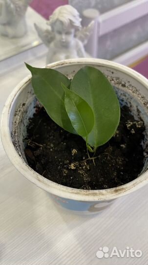 Фикус бенджамина