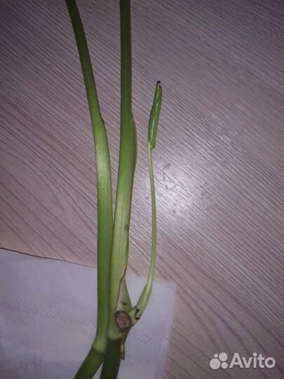 Монстера Делициоза