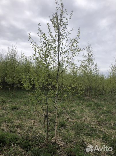 Береза пушистая, береза бородавчатая