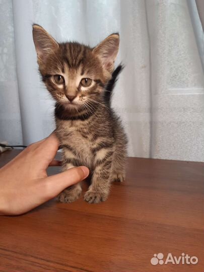 Отдам котят в добрые руки