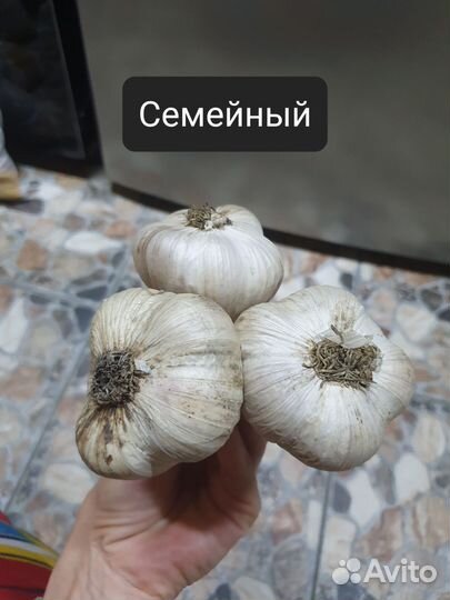 Элитные сорта чеснока,редкие семена