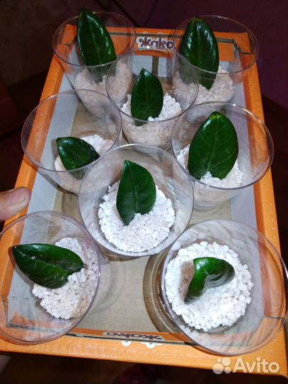 Замиокулькас зензи