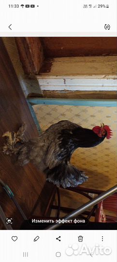 Петухи кохинхин